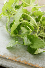 herb lemon balm