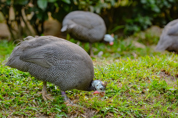 Close up view of Guineafowl (/ˈɡɪnifaʊl/; sometimes called 