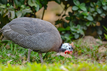 Close up view of Guineafowl (/ˈɡɪnifaʊl/; sometimes called 