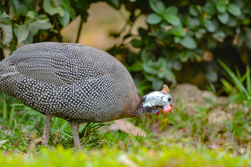 Close up view of Guineafowl (/ˈɡɪnifaʊl/; sometimes called 