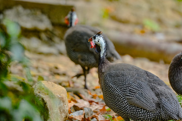 Close up view of Guineafowl (/ˈɡɪnifaʊl/; sometimes called 