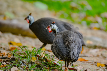 Close up view of Guineafowl (/ˈɡɪnifaʊl/; sometimes called 