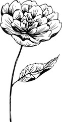 Peony flower. Hand drawn vector illustration. Monochrome black and white ink sketch. Line art. Isolated on white background. Coloring page