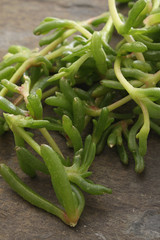 coastal edible salty fingered plant
