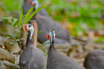 Close up view of Guineafowl (/ˈɡɪnifaʊl/; sometimes called "pet speckled hen", or "original fowl") are birds of the family Numididae in the order Galliformes.