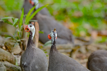 Close up view of Guineafowl (/ˈɡɪnifaʊl/; sometimes called "pet speckled hen", or "original fowl") are birds of the family Numididae in the order Galliformes.
