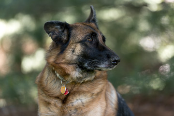 German Shepherd