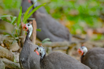 Close up view of Guineafowl (/ˈɡɪnifaʊl/; sometimes called "pet speckled hen", or "original fowl") are birds of the family Numididae in the order Galliformes.