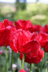 Obraz premium red tulip