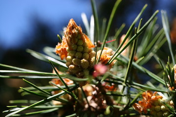 macro pine