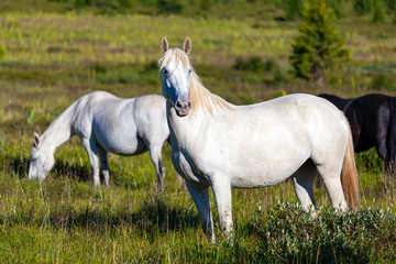 Close-up of a herd of white horses