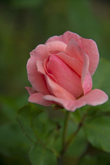 FLOWERS - rose on green background