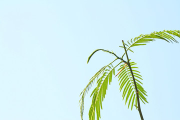 Senegalia pennata on sky background, Young leaves of the leaf or the top of the leaf can be eaten.