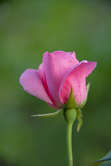 FLOWERS - rose on green background