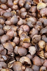 dry group shell on the ground