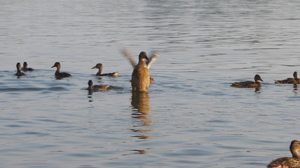 wild ducks on water