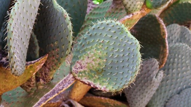 a little cacti plant close up, it goes slowly from unsharp to sharp.