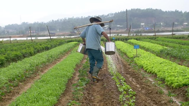 Traditional organic farmer waters crops with buckets in Asia - filmed in Vietnam on an organic farm.