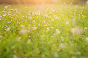 Close-up flowers grass and sunrise background in the morning