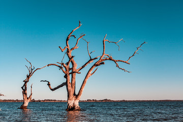 Dead trees flooded in the water of Lake Bonney in Riverland, South Australia