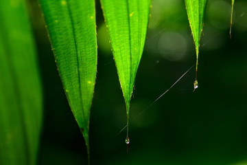 Close up Abstract striped natural background, Details of Banana leaf, Vintage tone