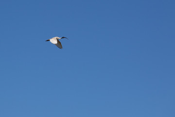 Australian Ibis in flight in the blue sky with copy space