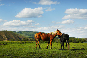 horse in the grassland of Mongolia	