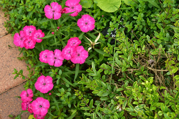 上から見た花壇のナデシコ