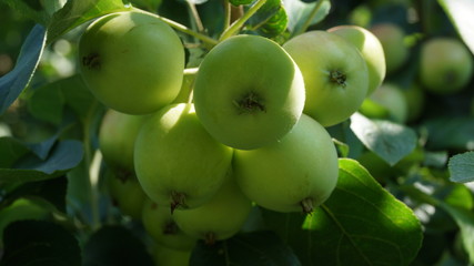 apple, not mature fruits of fruit
