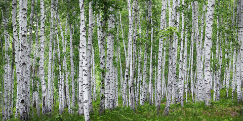 Birch tress forest in the countryside of russia 
