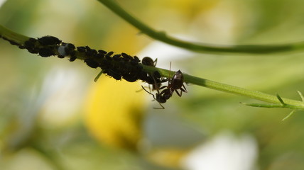 ants and plant louse
