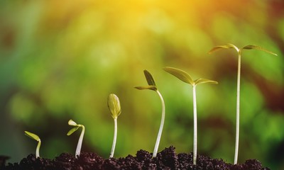 Growth of new life concept