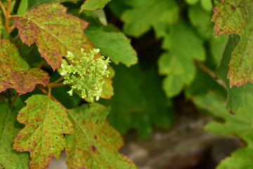 カシワバアジサイの蕾と紅葉し始めた葉