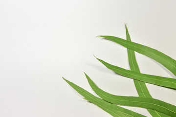 Eucalyptus leaves isolated on white background.