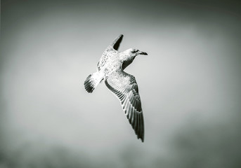 albatross at gale © S_E