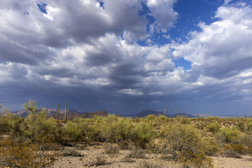 The huge cactus - Carnegie giant (Carnegiea gigantea). Organ Pipe Cactus National Monument,...