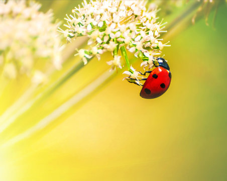 Ladybug (ladybird)