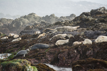 Fototapeta na wymiar Herd of seals on rocks