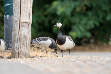 An Barnacle goose