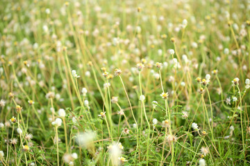 The flower of the grass bloom morning looks bright