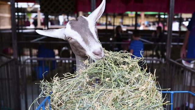 Cute goat happily eats