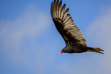 Huge vulture flying on blue sky
