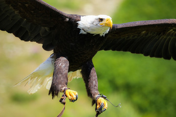 Bald eagle landing