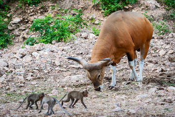 Banteng, red bull.