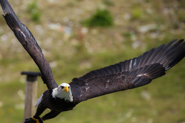 Bald Eagle
