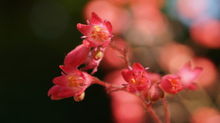 fine summer flowers