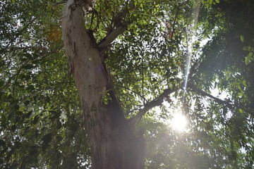 sunlight shining between branches of tree
