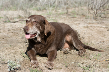 Mature dog lying on the ground