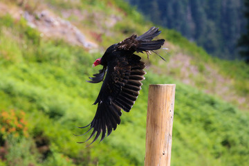 vulture