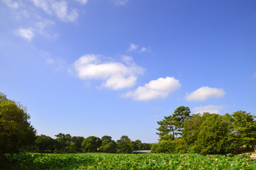 Fototapeta na wymiar 蓮池の上に広がる青空と夏雲